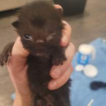 Thumbnail photo of Beau #3