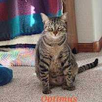 Thumbnail photo of Optimus Prime #2