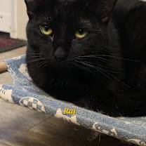 Thumbnail photo of Raj #1