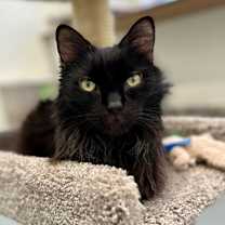 Thumbnail photo of Napoleon (aka Pierre) #1