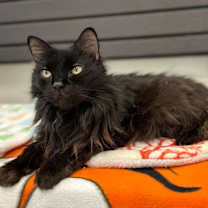 Thumbnail photo of Napoleon (aka Pierre) #2