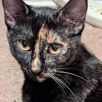 Thumbnail photo of Hera #1