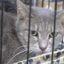 Thumbnail photo of Peanut #3