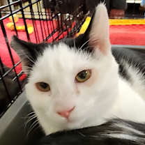 Thumbnail photo of Rocky #1