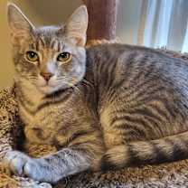 Thumbnail photo of Ace #1