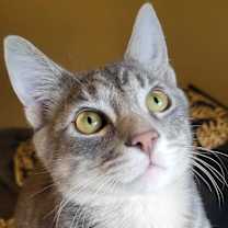 Thumbnail photo of Ace #2