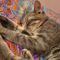 Thumbnail photo of Ace #3