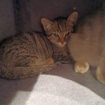 Thumbnail photo of Meanie #2