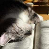 Thumbnail photo of Siobhan - urgent for foster! #2