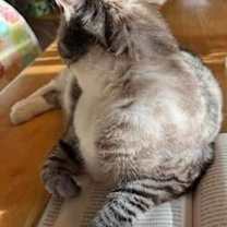 Thumbnail photo of Siobhan - urgent for foster! #3