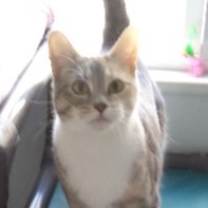 Thumbnail photo of Shya #1