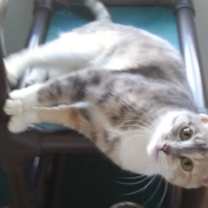 Thumbnail photo of Shya #2