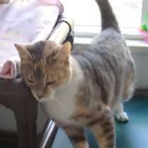 Thumbnail photo of Shya #3