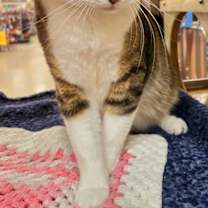 Thumbnail photo of Yogi #4