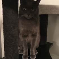 Thumbnail photo of Amun #1