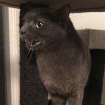 Thumbnail photo of Amun #2