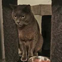 Thumbnail photo of Amun #3