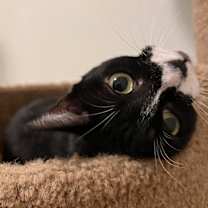 Thumbnail photo of Bonita 4025 #1