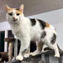 Thumbnail photo of Faye #1