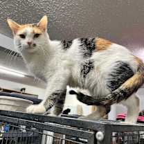 Thumbnail photo of Faye #2