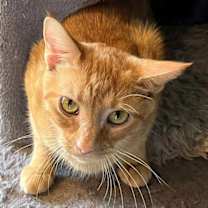 Thumbnail photo of MAMA DELLA #4