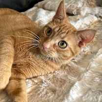 Thumbnail photo of MAMA DELLA #2