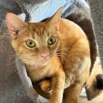 Thumbnail photo of MAMA DELLA #3