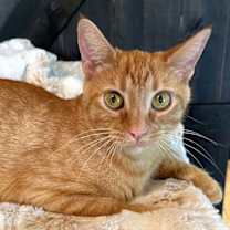 Thumbnail photo of MAMA DELLA #1