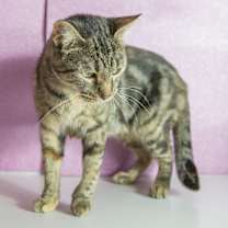 Thumbnail photo of Maple #3