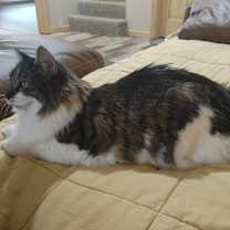 Thumbnail photo of Oliver #1