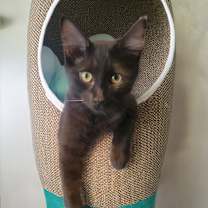 Thumbnail photo of Phoenix #1