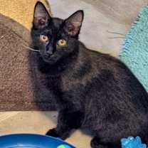 Thumbnail photo of Phoenix #2