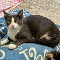 Thumbnail photo of Emile #1