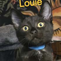 Thumbnail photo of Louie #2
