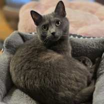 Thumbnail photo of Char #2