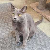 Thumbnail photo of Char #3