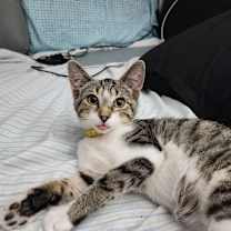 Thumbnail photo of Citrus #2