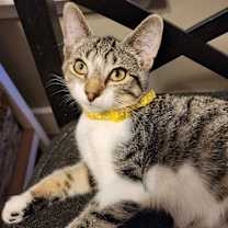 Thumbnail photo of Citrus #3