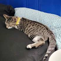 Thumbnail photo of Citrus #4