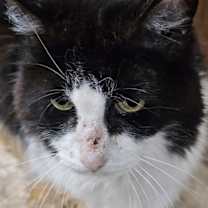Thumbnail photo of Penny #2