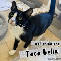 Thumbnail photo of Taco Bella #2