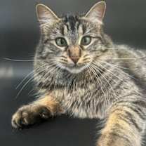 Thumbnail photo of Jinxy and Binxy #1