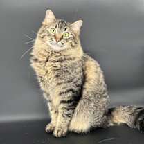 Thumbnail photo of Jinxy and Binxy #4