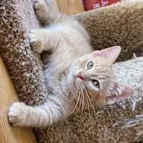 Thumbnail photo of Biscotti #1