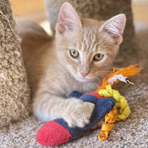 Thumbnail photo of Biscotti #2