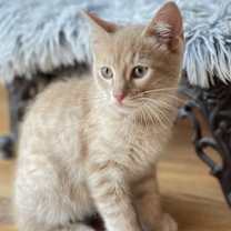 Thumbnail photo of Biscotti #3