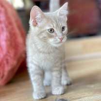 Thumbnail photo of Biscotti #4