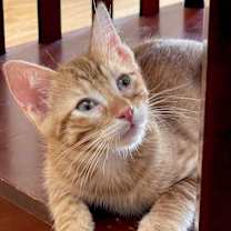 Thumbnail photo of Pimento #1