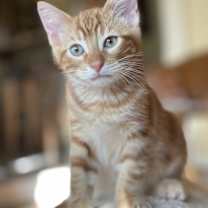Thumbnail photo of Pimento #2