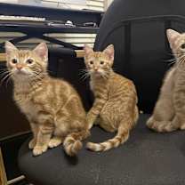 Thumbnail photo of Pimento #4